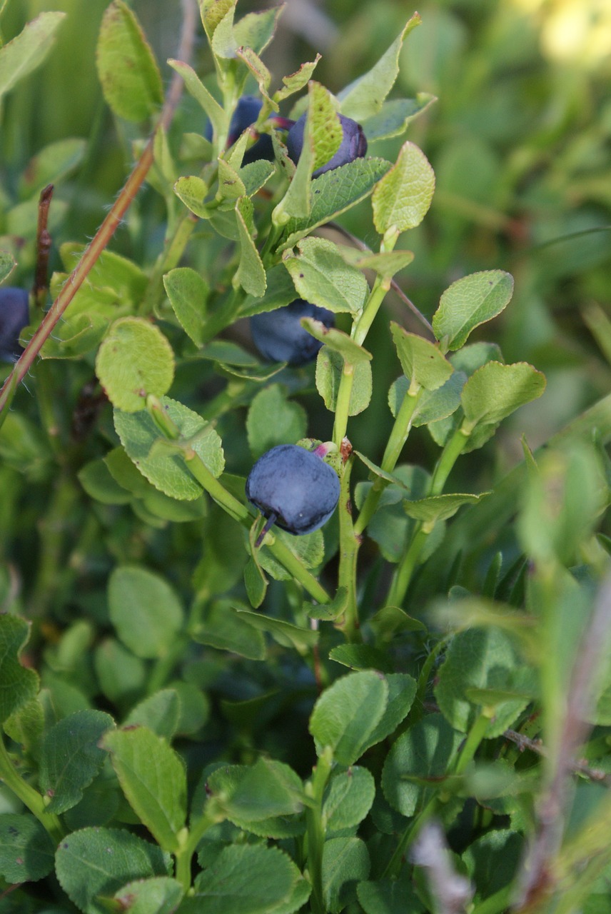 blueberry food fruit free photo