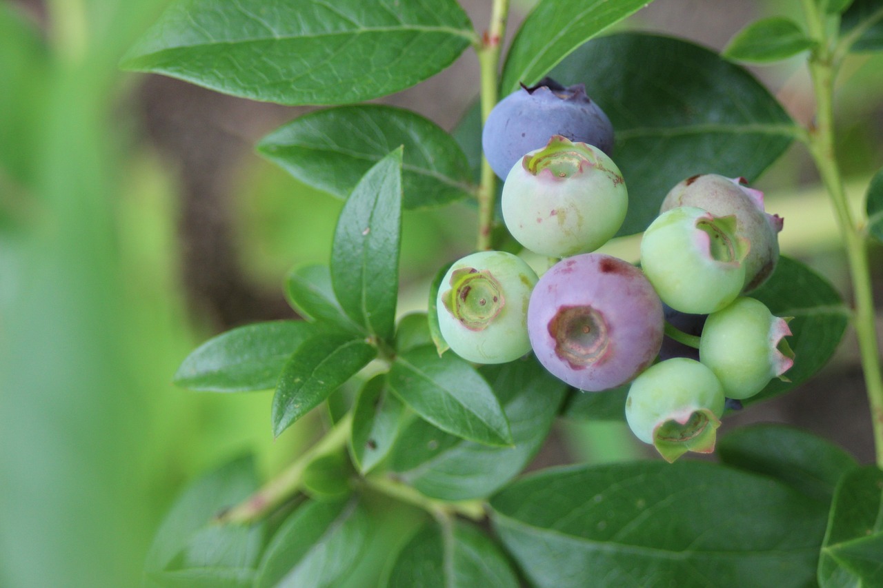 blueberry fruit fruits free photo