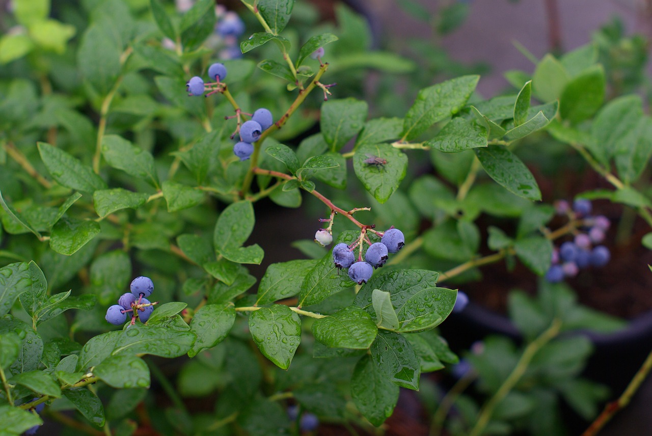 blueberry plants fruit free photo