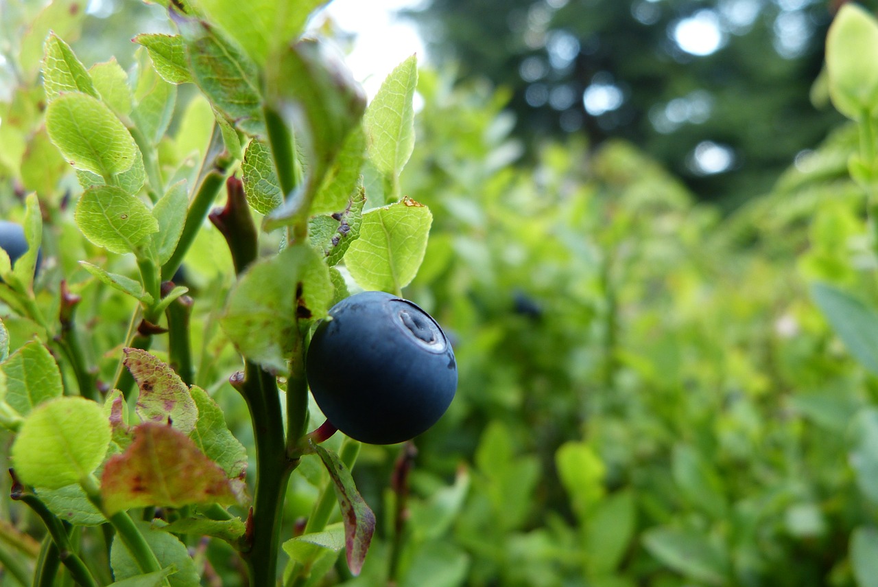 blueberry bilberry fruit free photo