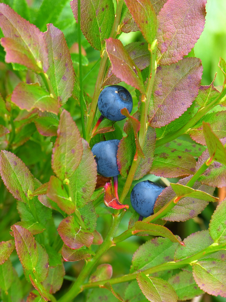 blueberry bush violet free photo