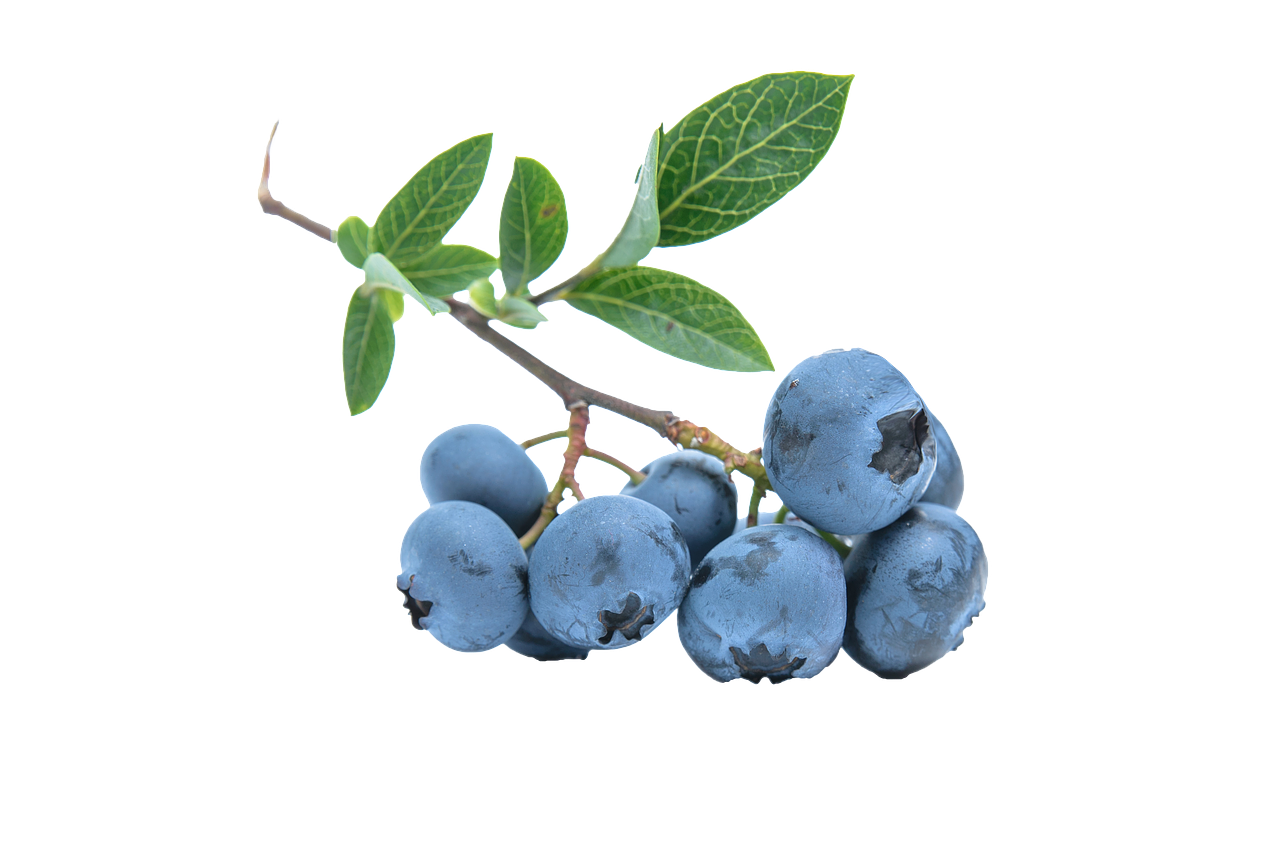 blueberry fruit blue free photo