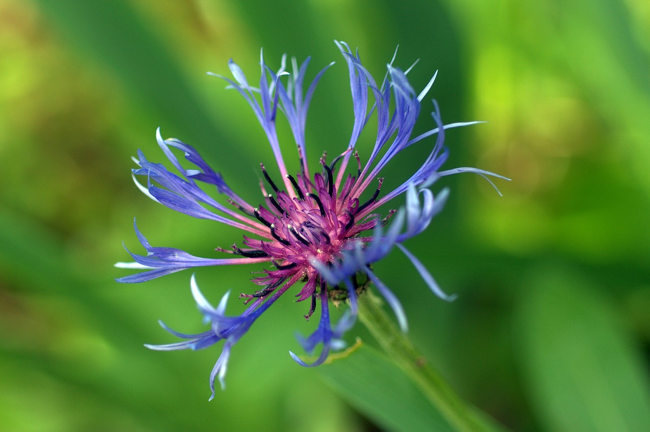 blueberry flower garden free photo