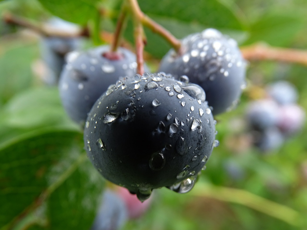 blueberry huckleberry fresh free photo