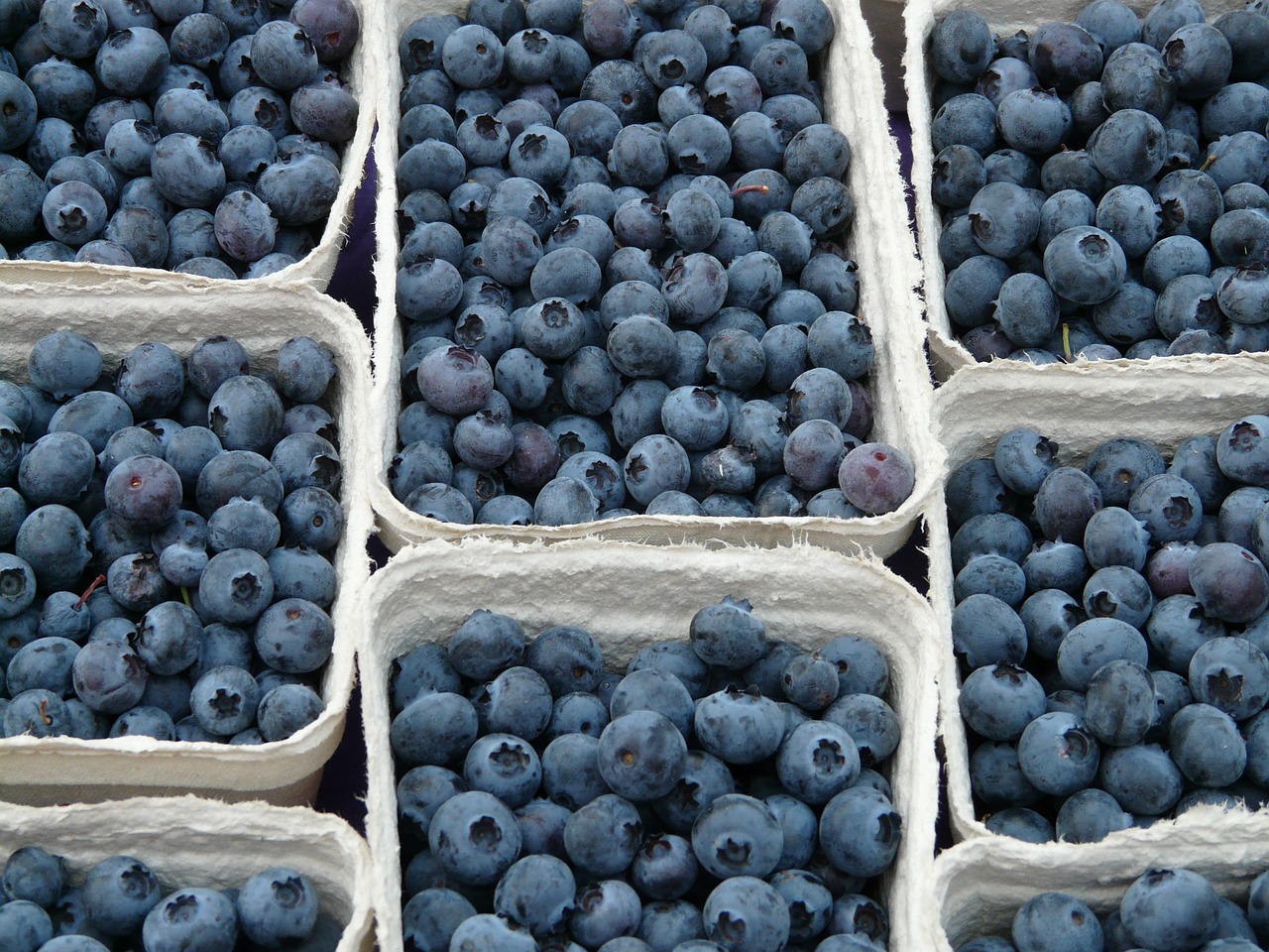blueberry vaccinium myrtillus berries free photo