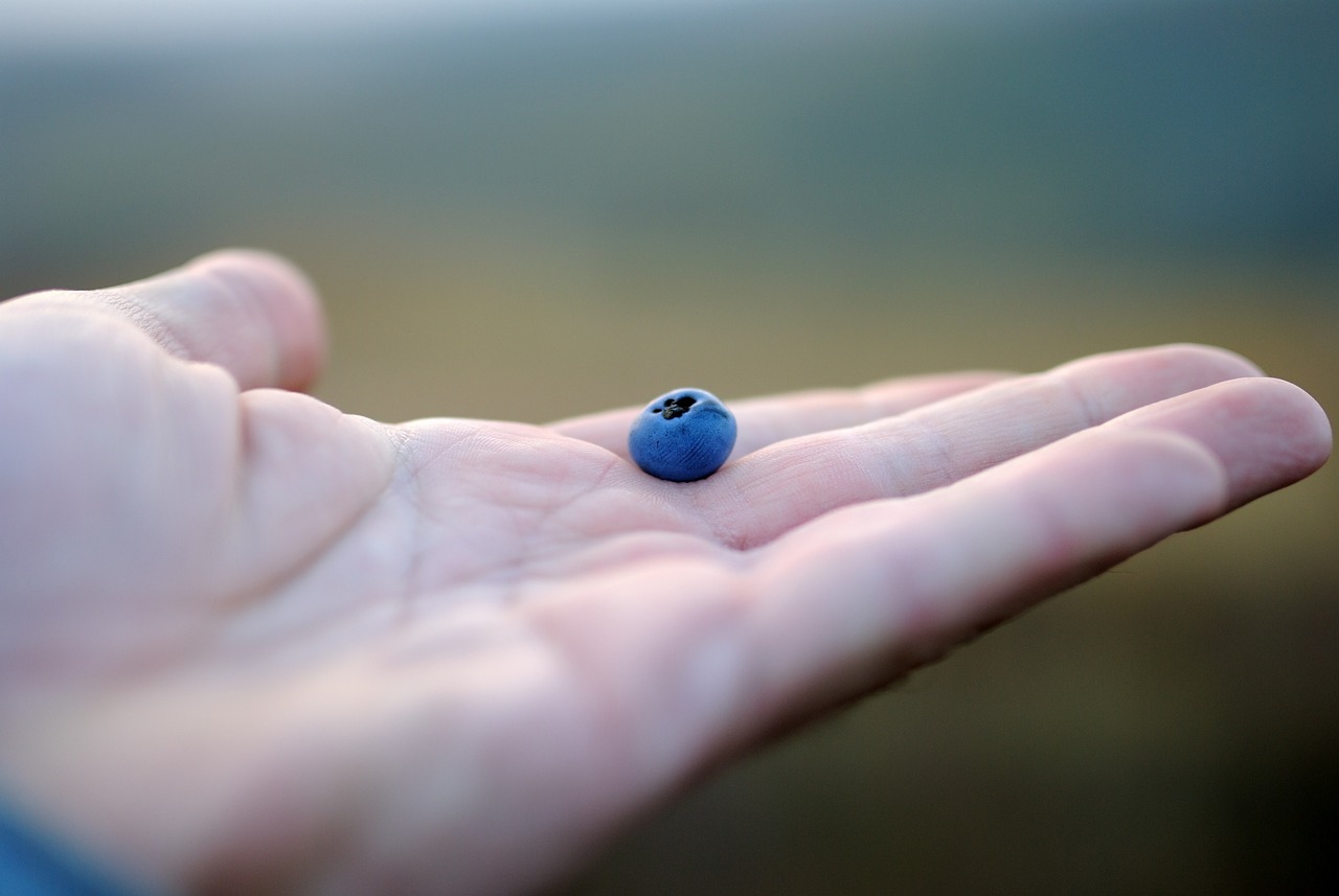 blueberry blueberries hands free photo