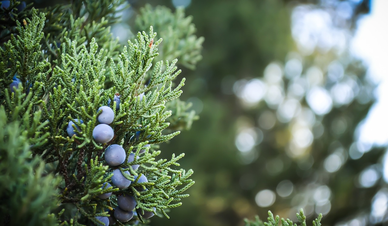 blueberry blueberries fruits free photo