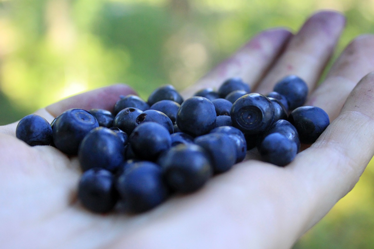 blueberry palm berry free photo