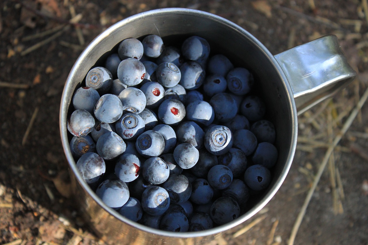 blueberry berry mug free photo