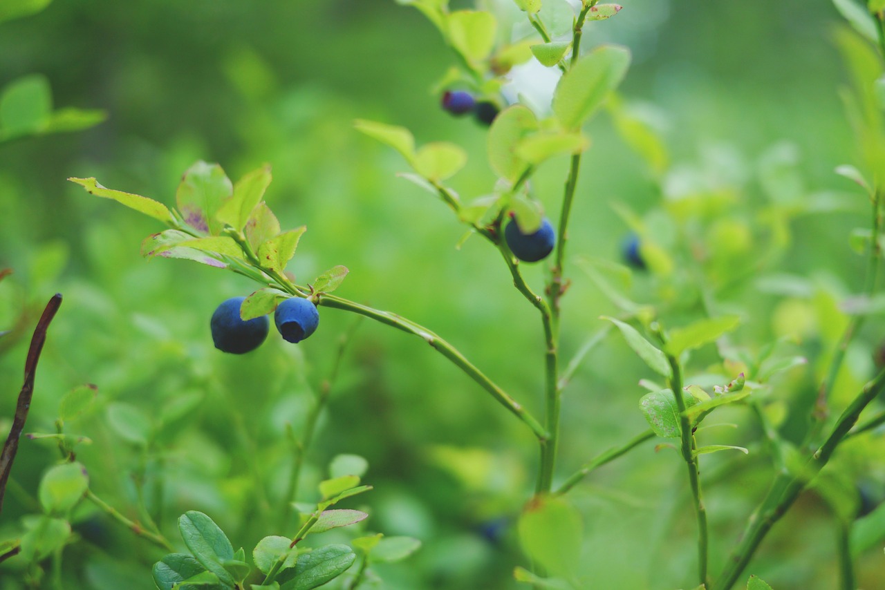blueberry berry healthy free photo