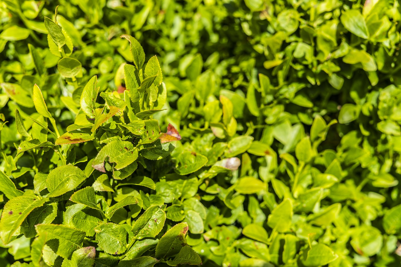 blueberry bushes bush green free photo