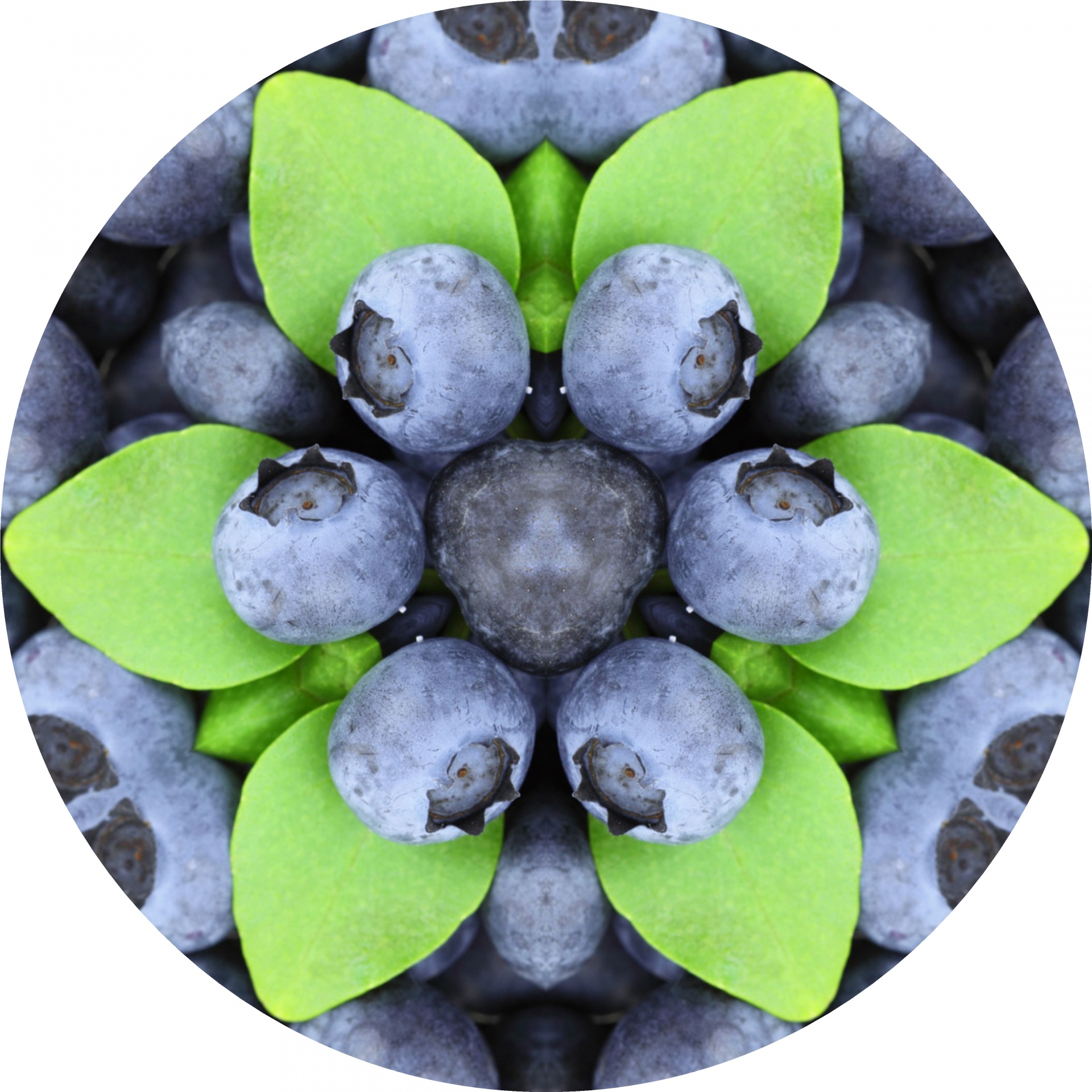 circle blueberry green free photo