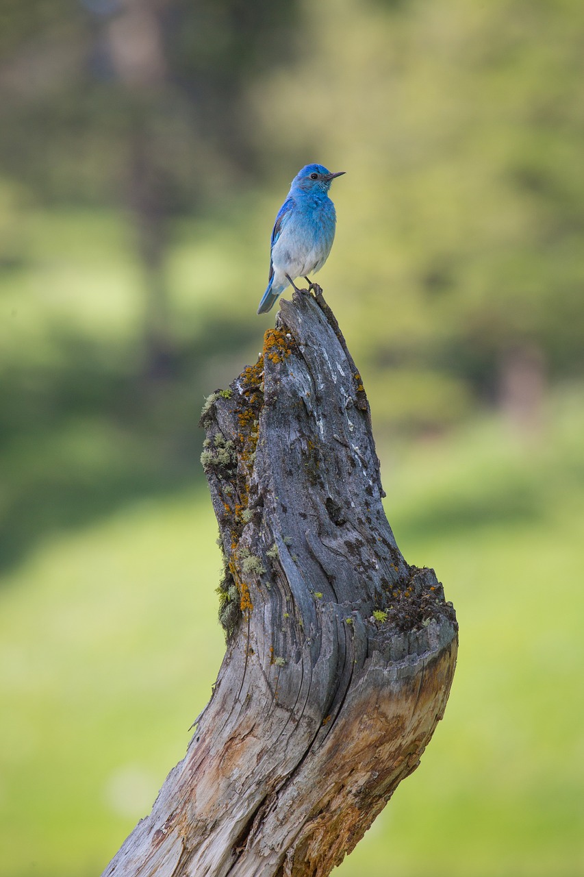 bluebird perched wildlife free photo