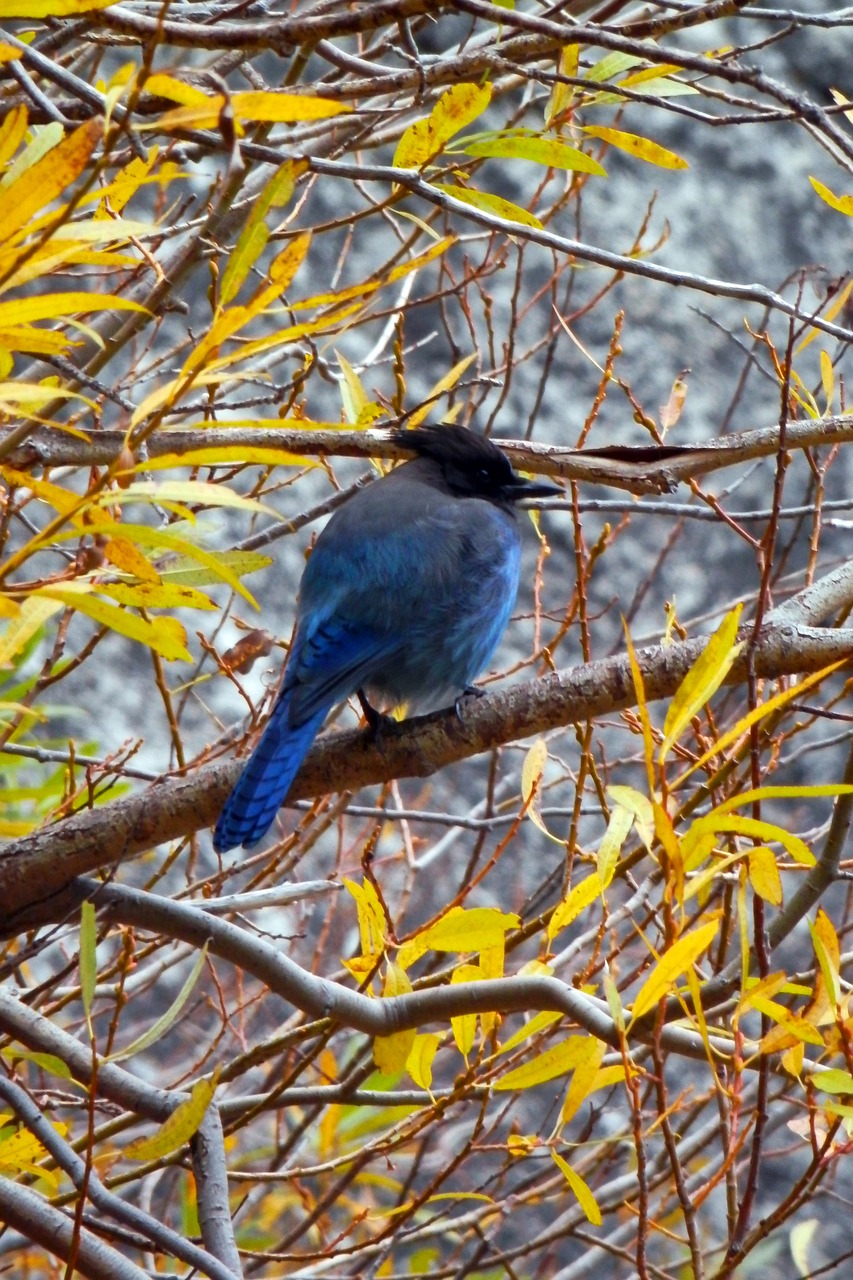 bluebird jay branches free photo