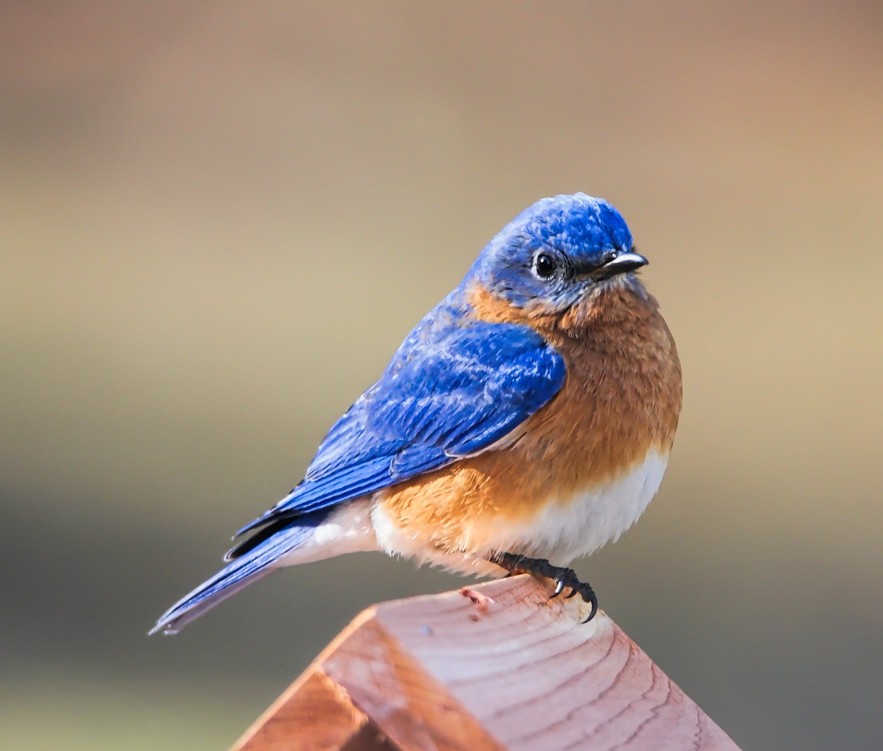 bluebird  eastern bluebird  bird free photo