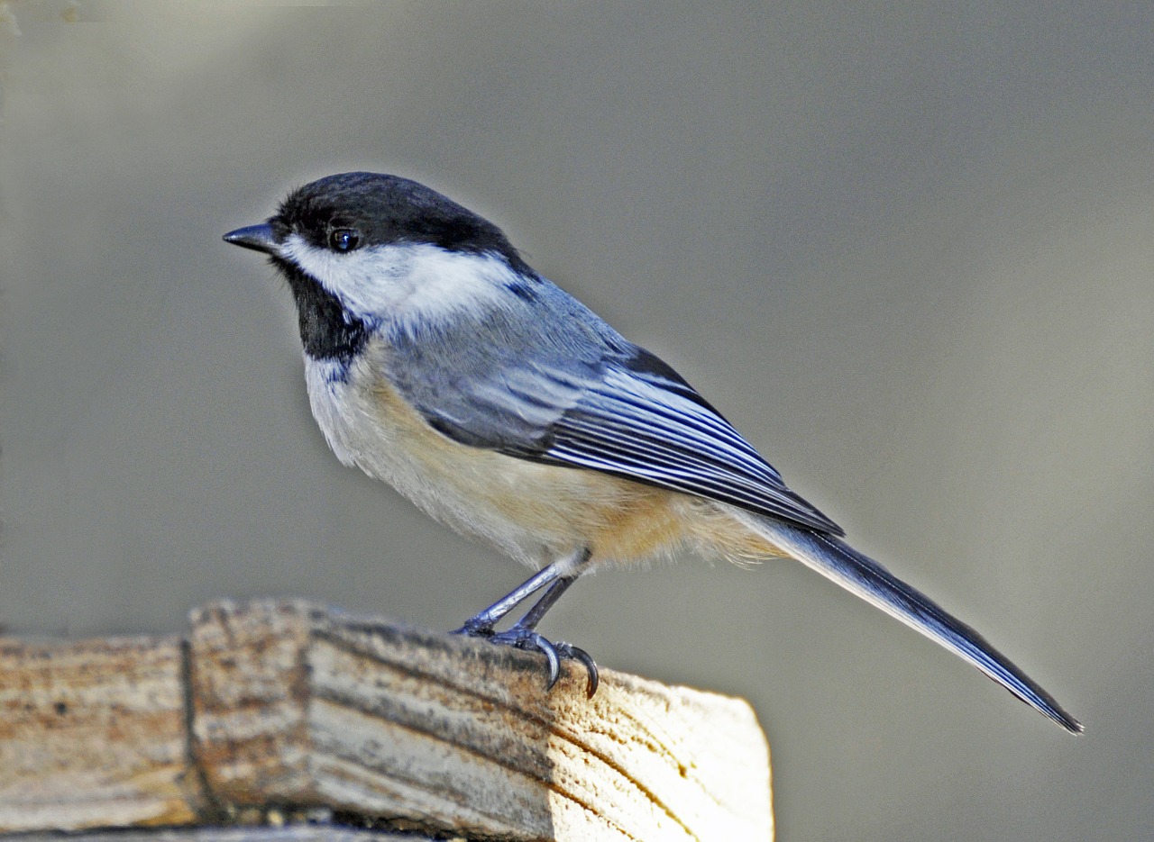 bluebird bird spring free photo