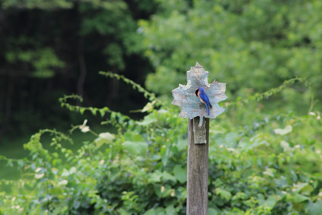 bluebird  perched  bird free photo