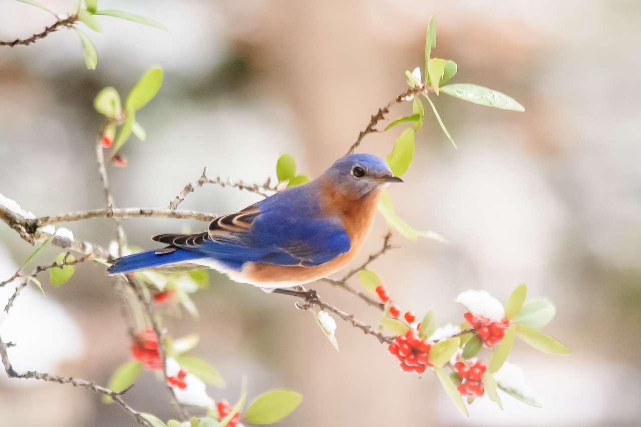 bluebird  berries  snow free photo