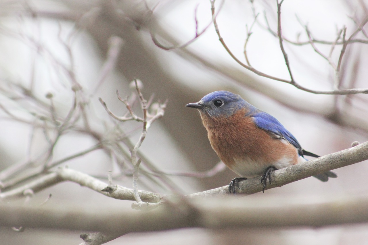 bluebird  bird  nature free photo