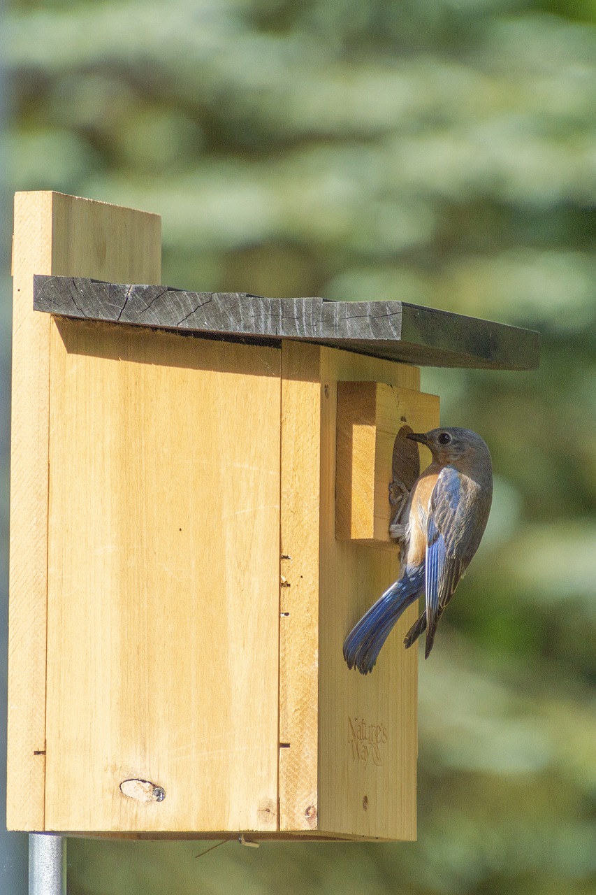 bluebird  birdhouse  perch free photo