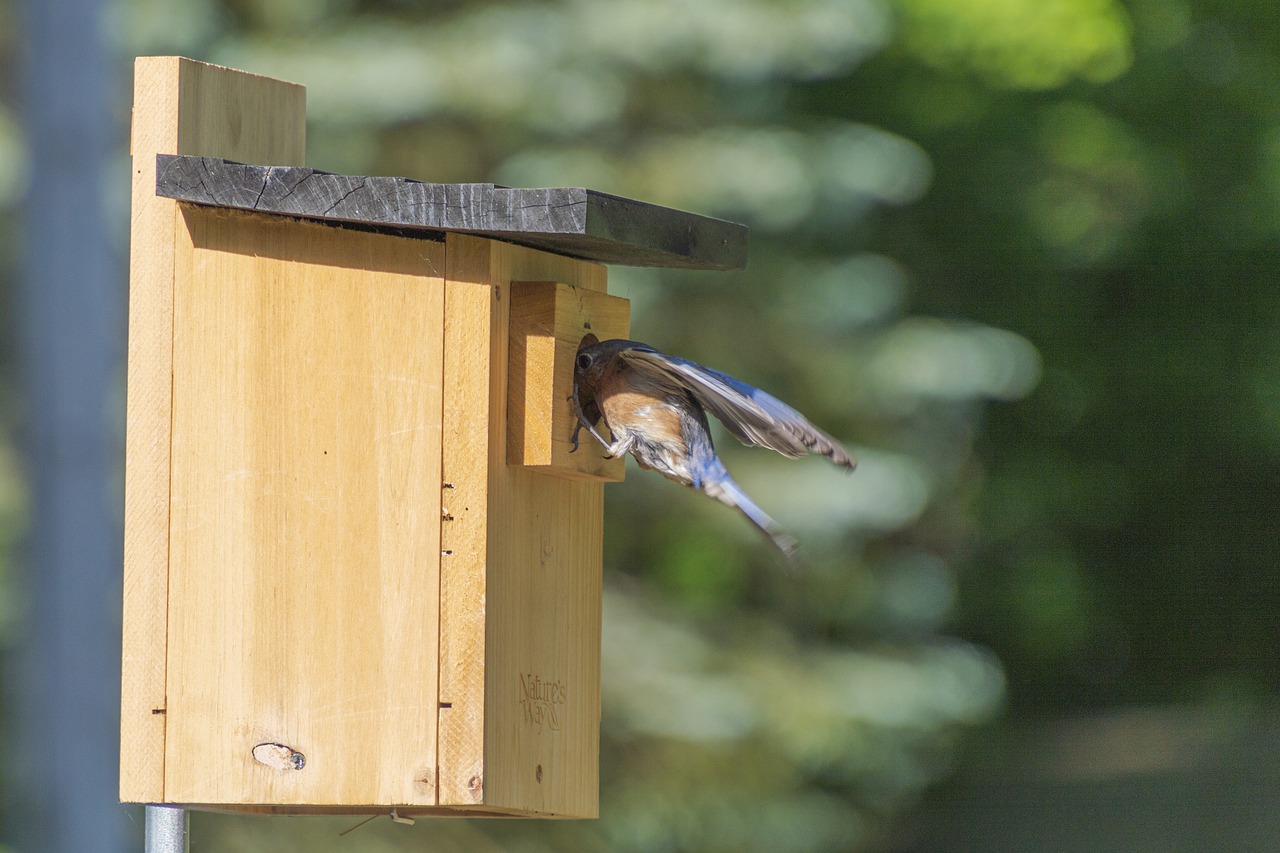 bluebird  birdhouse  perch free photo