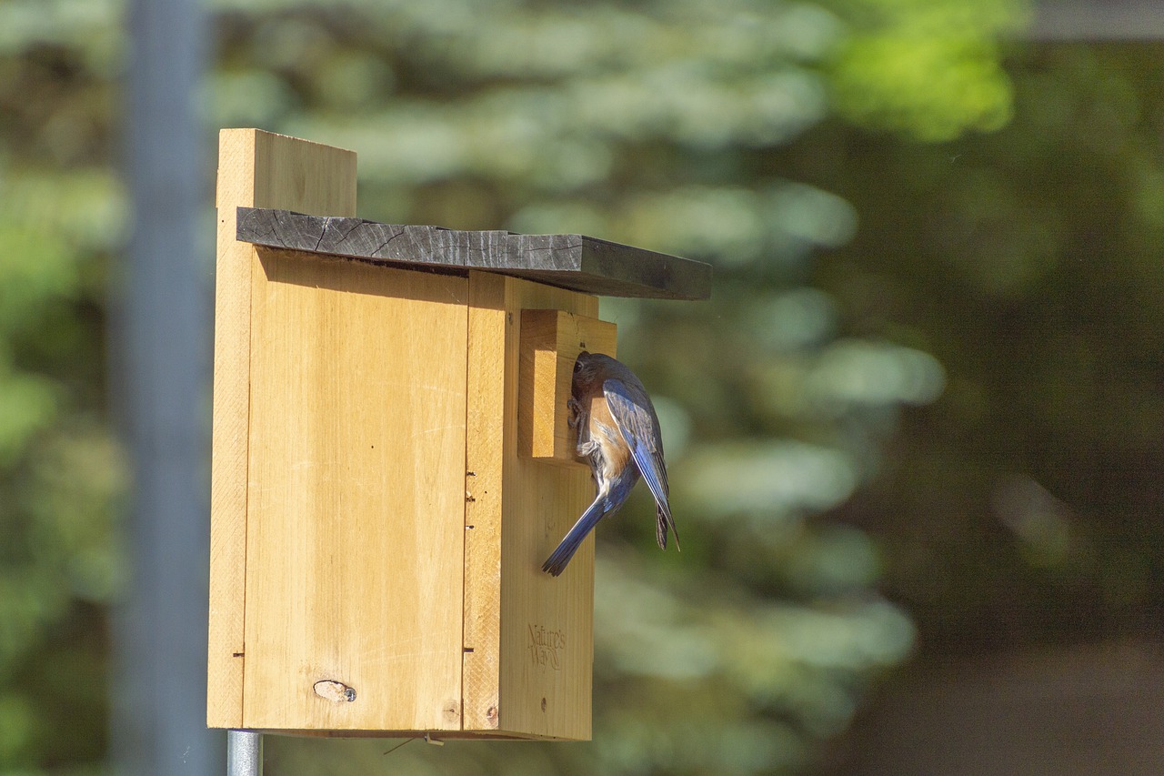 bluebird  birdhouse  perch free photo