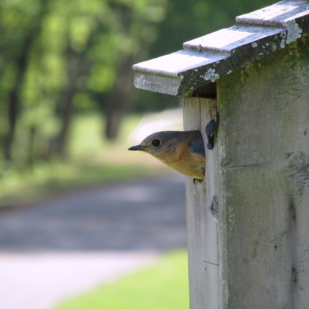 bluebird nest perch free photo