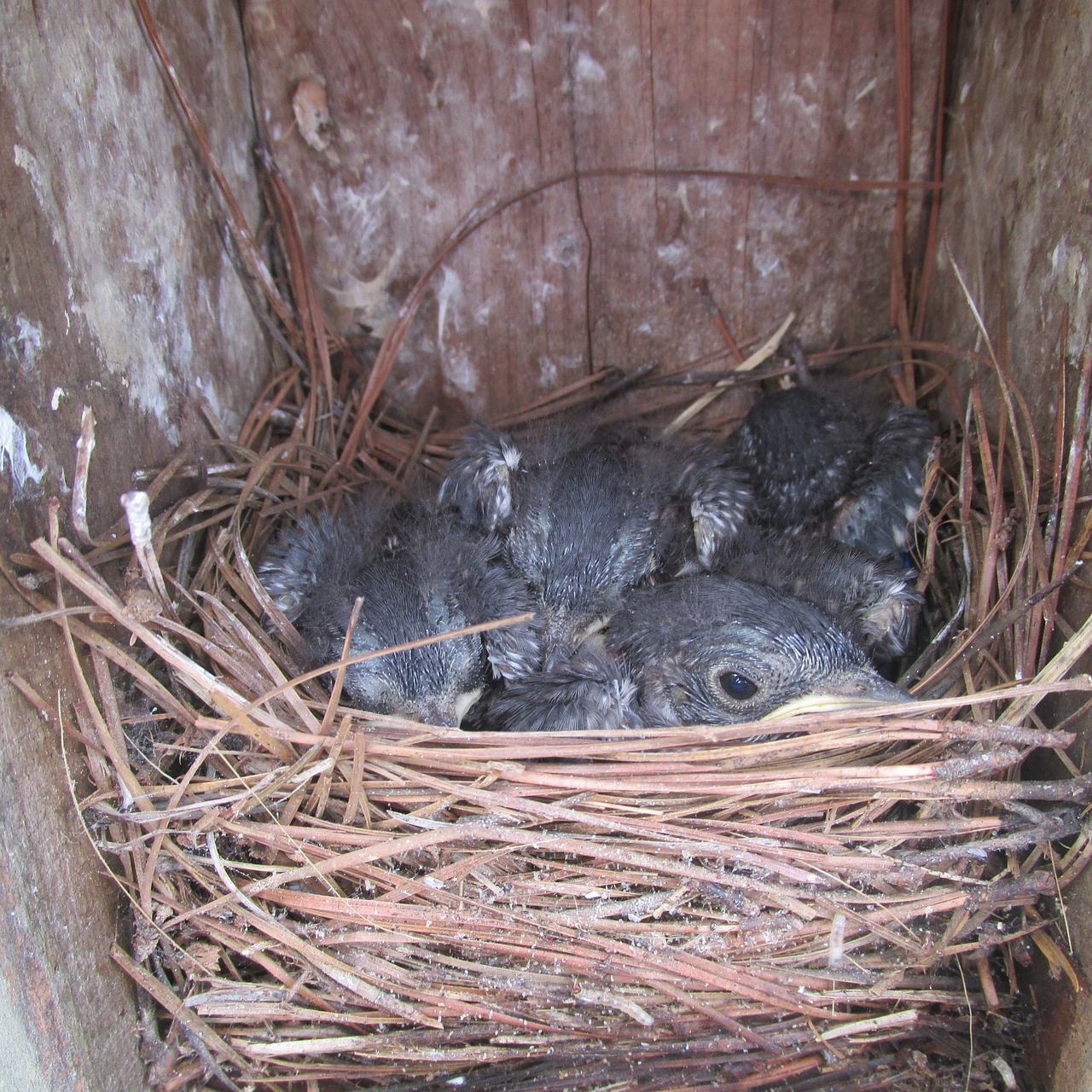 bluebird fledgeling nestling free photo