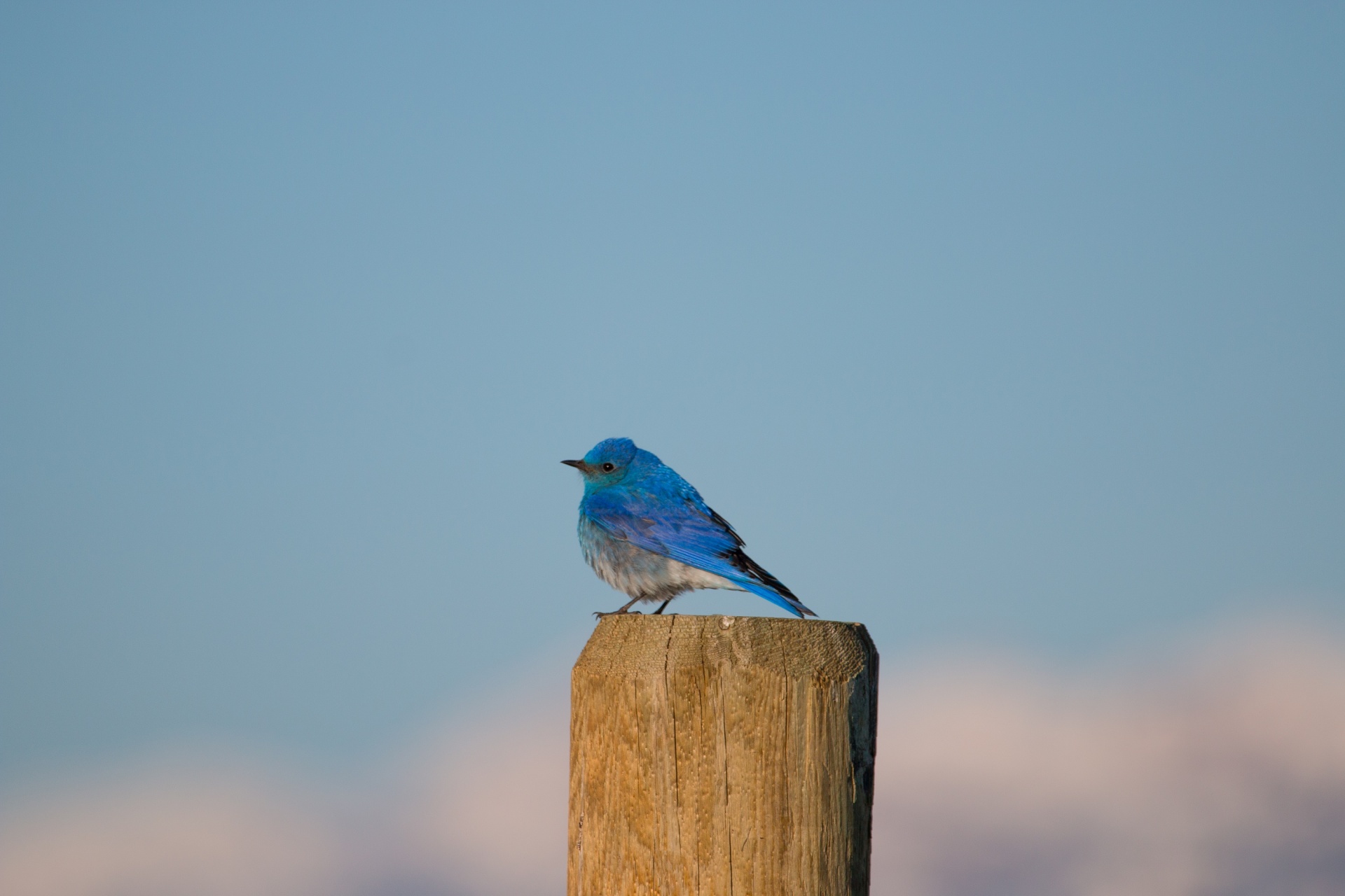 bluebird mountain portrait free photo