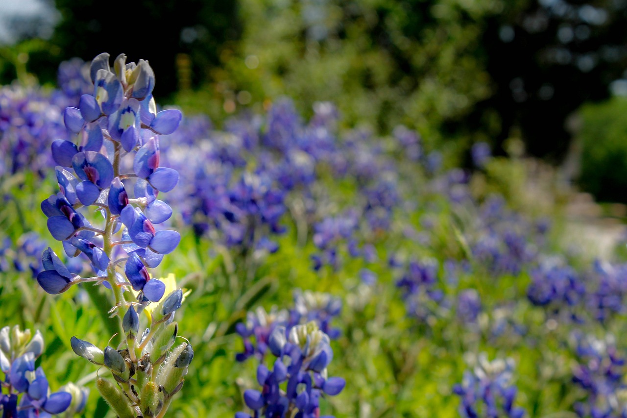bluebonnet  wildflower  texas free photo