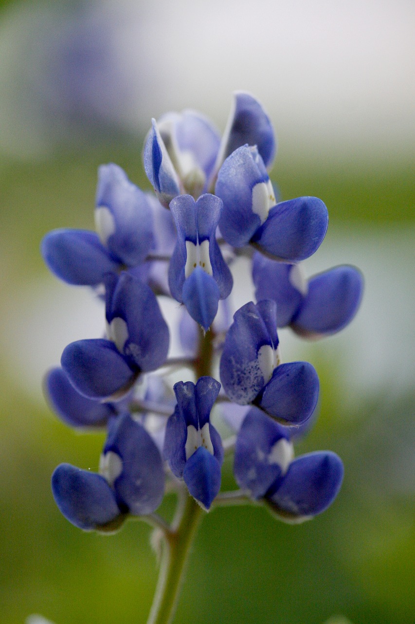 bluebonnet  flower  texas free photo