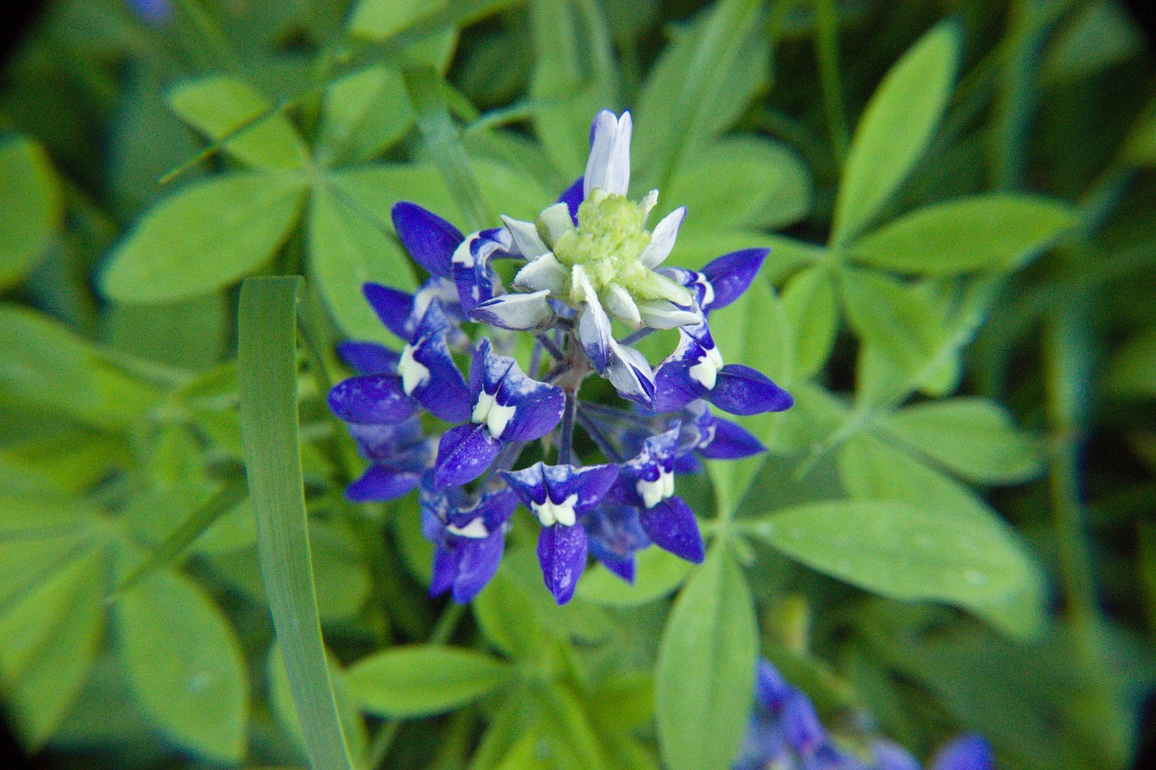 bluebonnet wildflower texas free photo