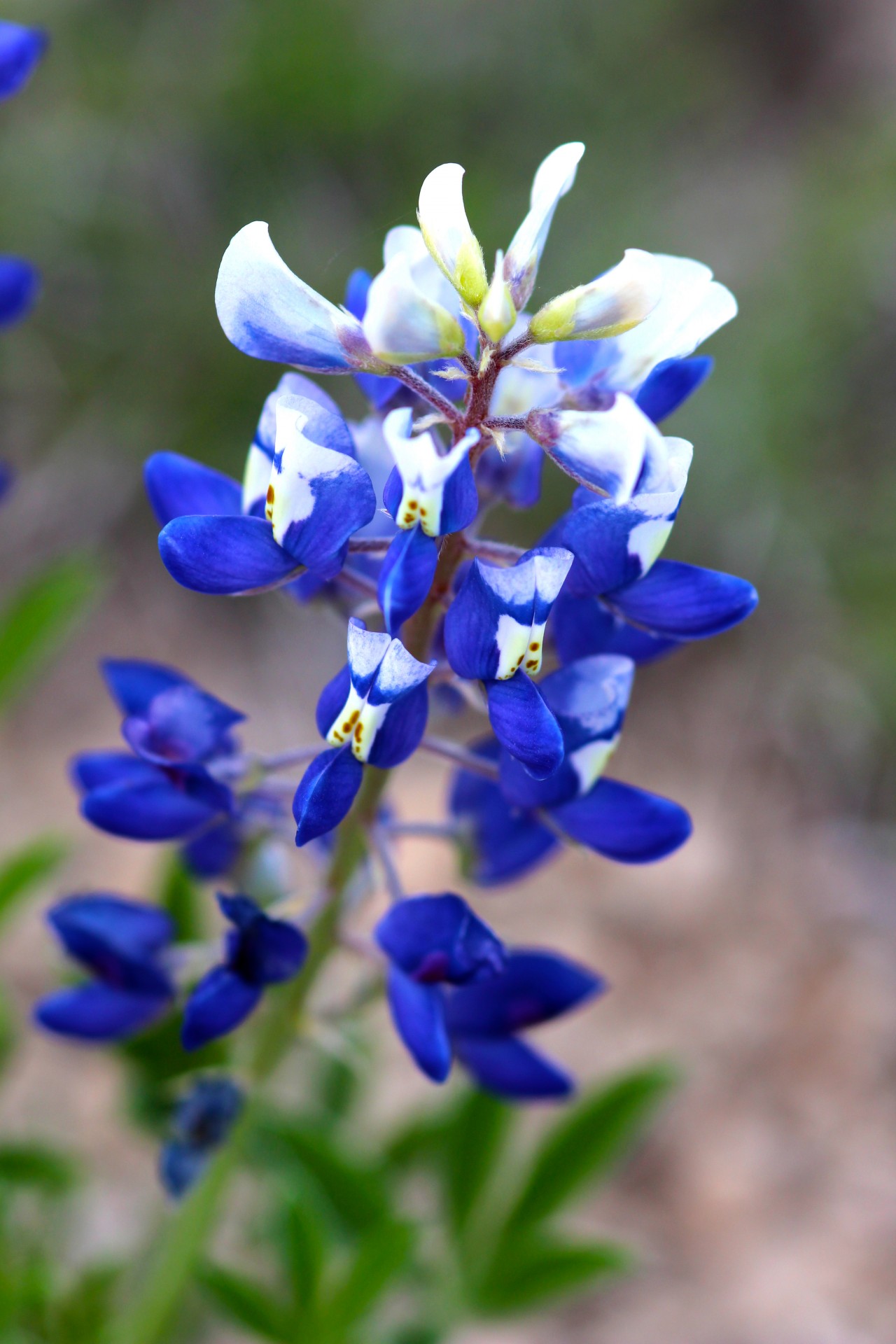 bluebonnet texas flower state flower free photo