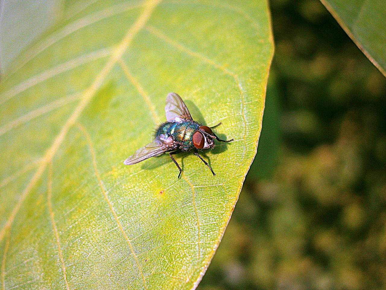bluebottle fly insect free photo