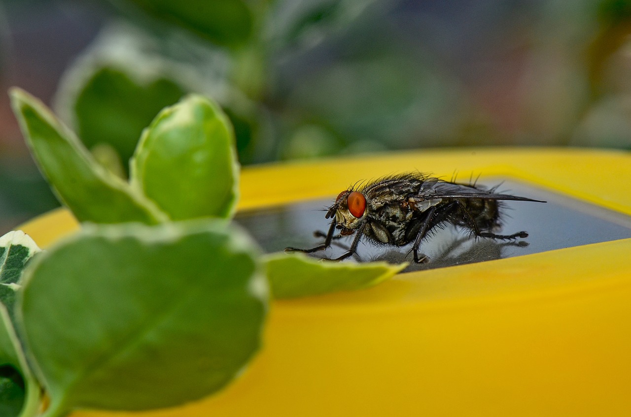 bluebottle  insect  close up free photo