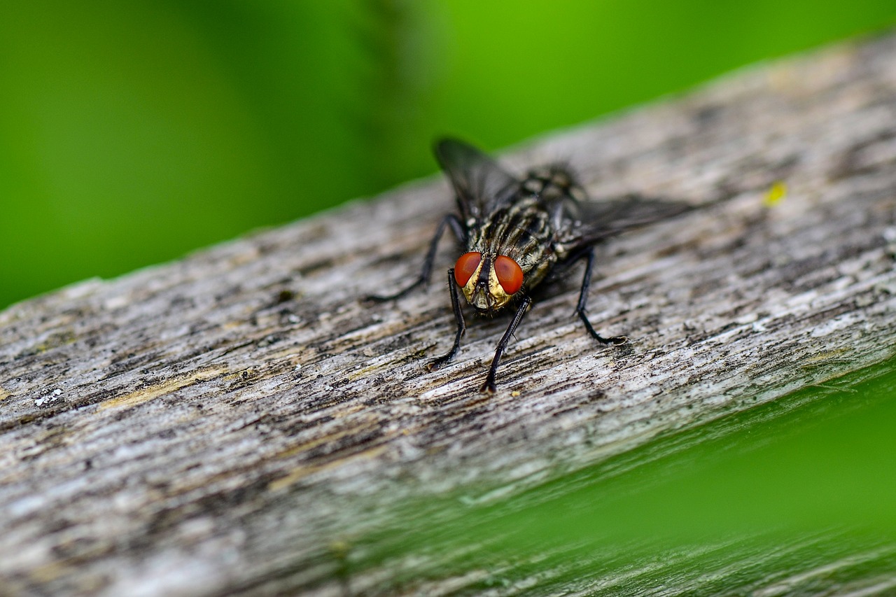 bluebottle  insect  nature free photo