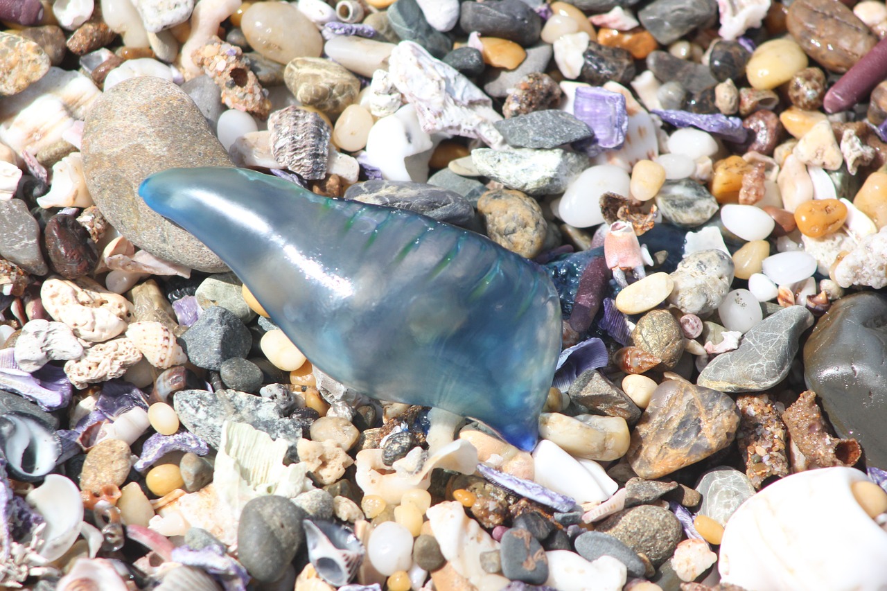 bluebottle jellyfish sealife free photo