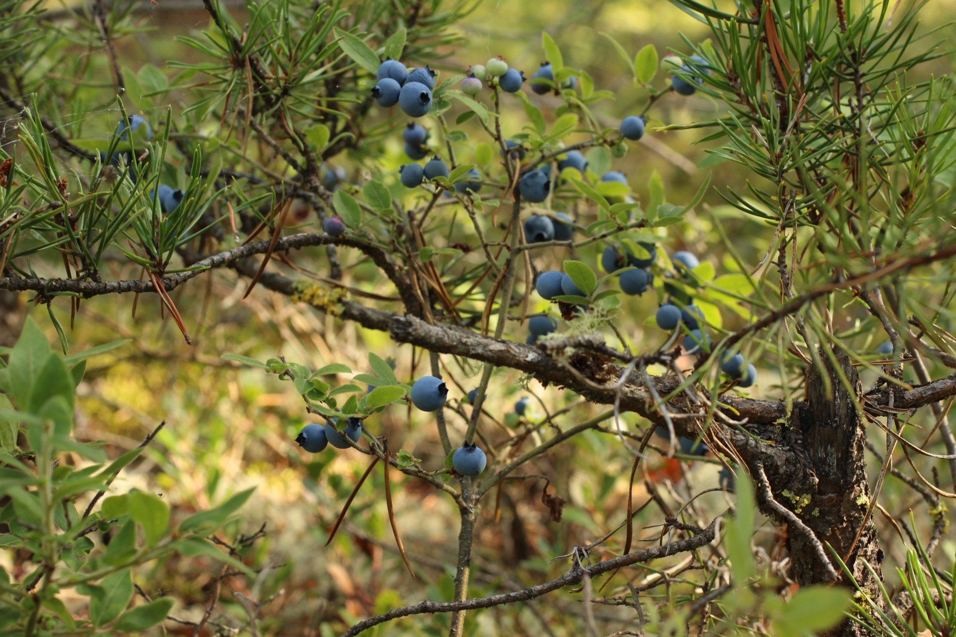 blueberry bush jack free photo