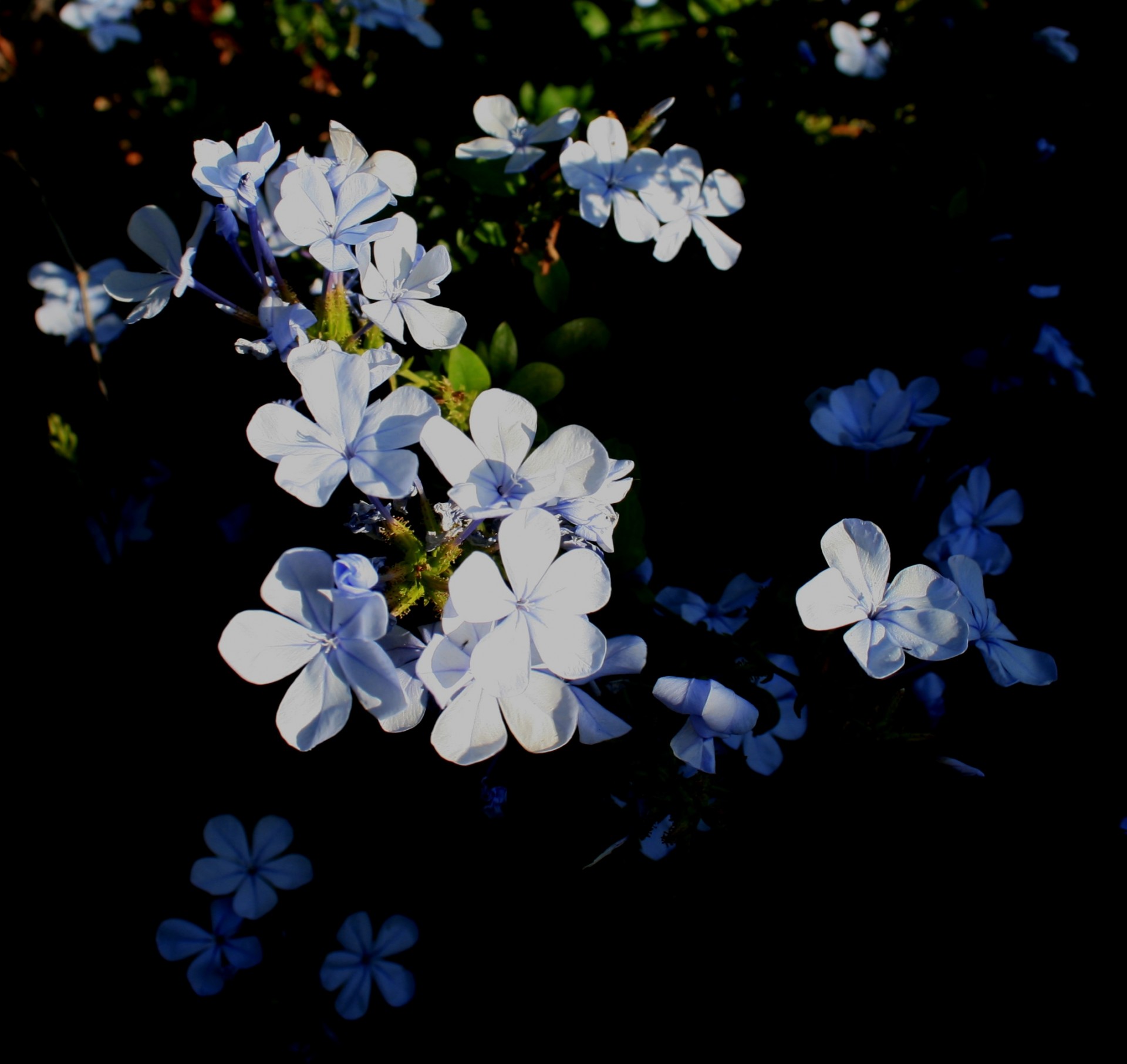 plumbago blue flowers free photo