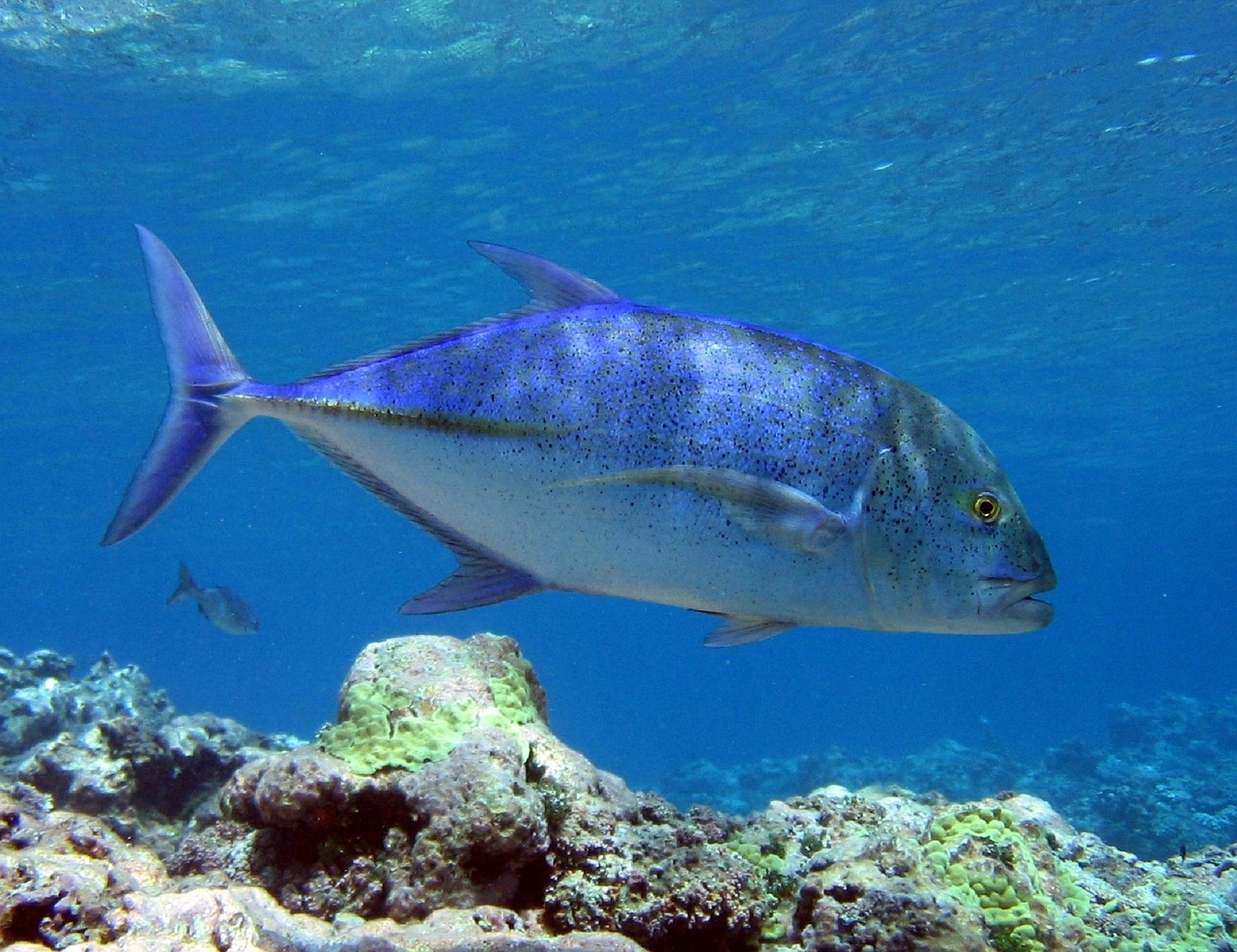 Deep Sea Fishing. Trevally Jack Stock Image - Image of carangue