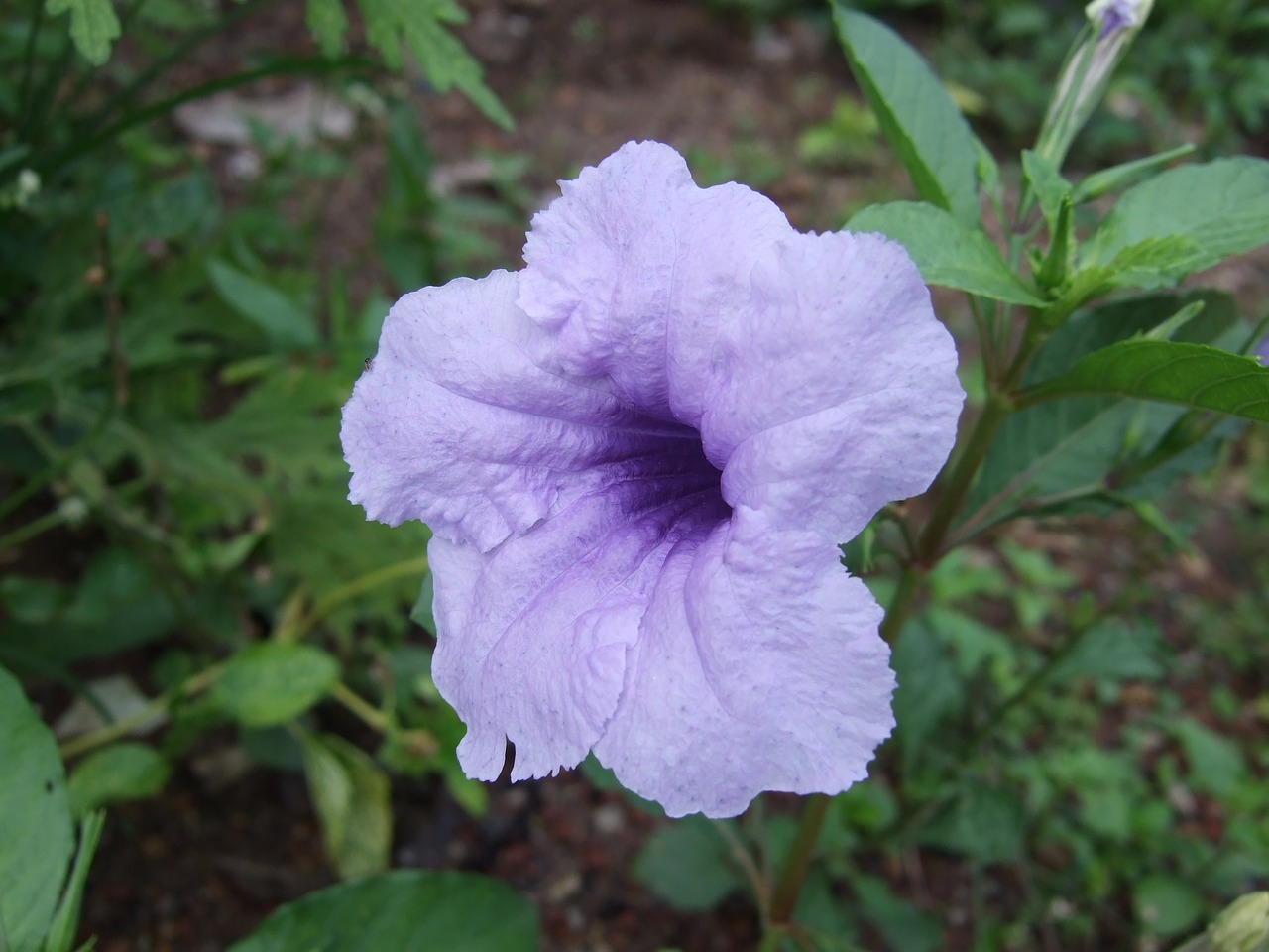 blueflower glorymorning wildflower free photo