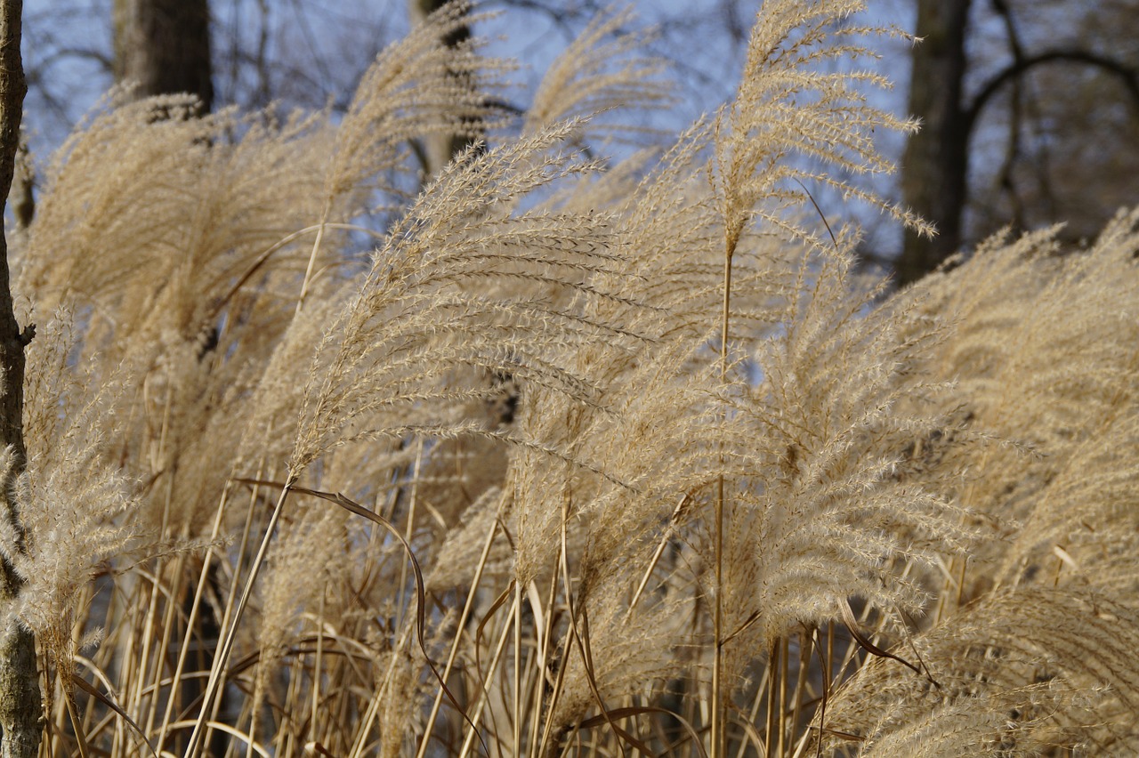 bluegrass reed marsh plant free photo