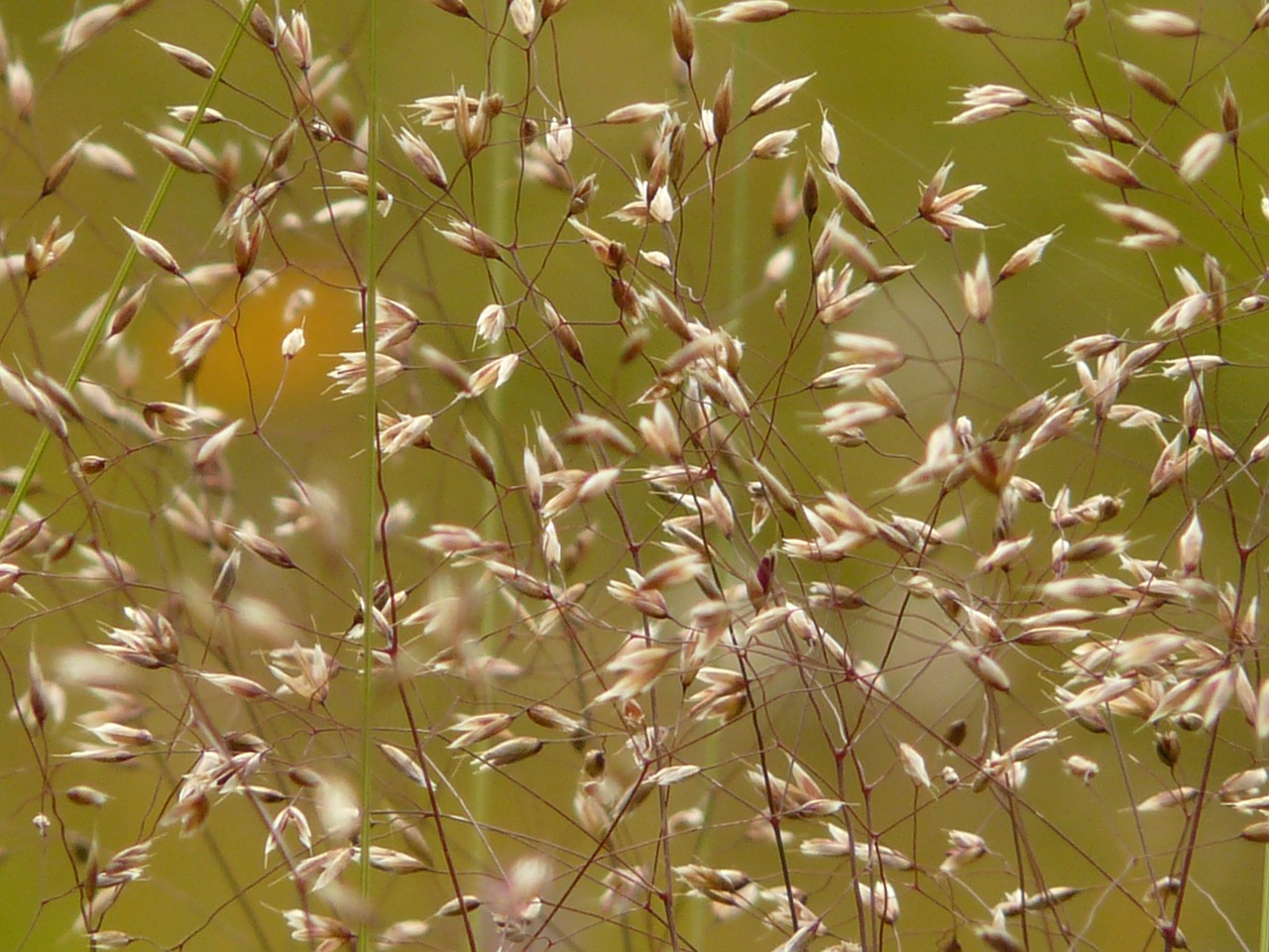 bluegrass grass meadow free photo