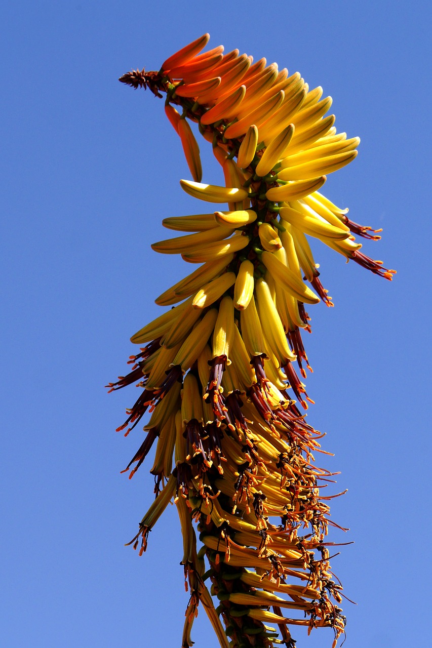 bluehtenstand aloe botswana free photo