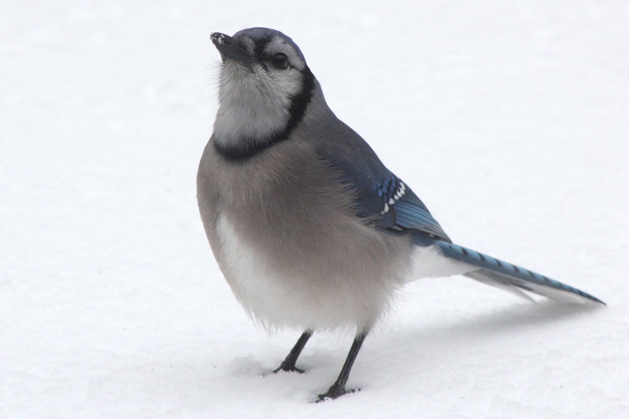 bluejay blue jay blue bird free photo