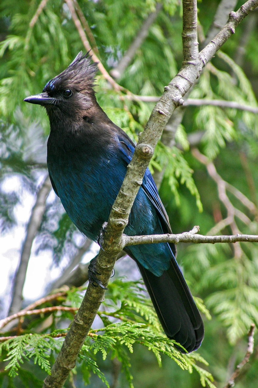 bluejay  bird  canada free photo