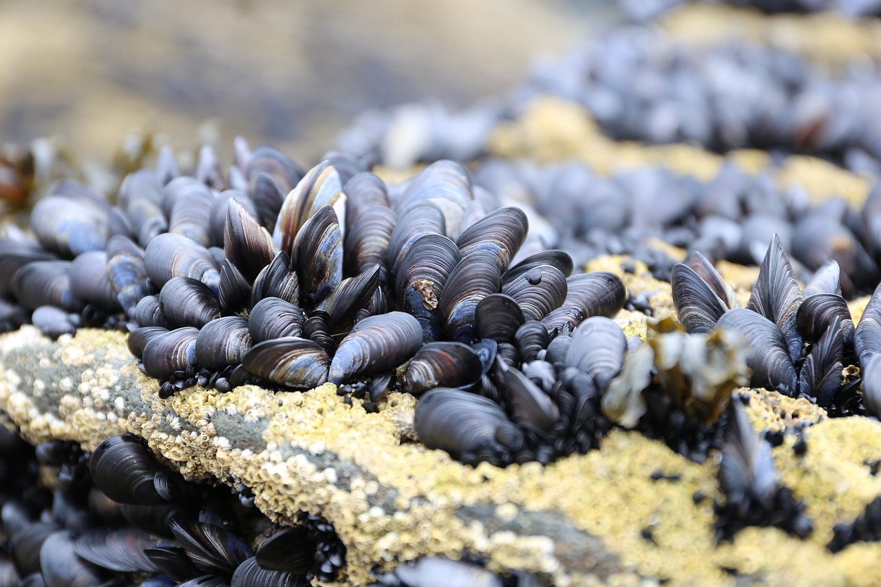 bluemussel cornwall fauna free photo