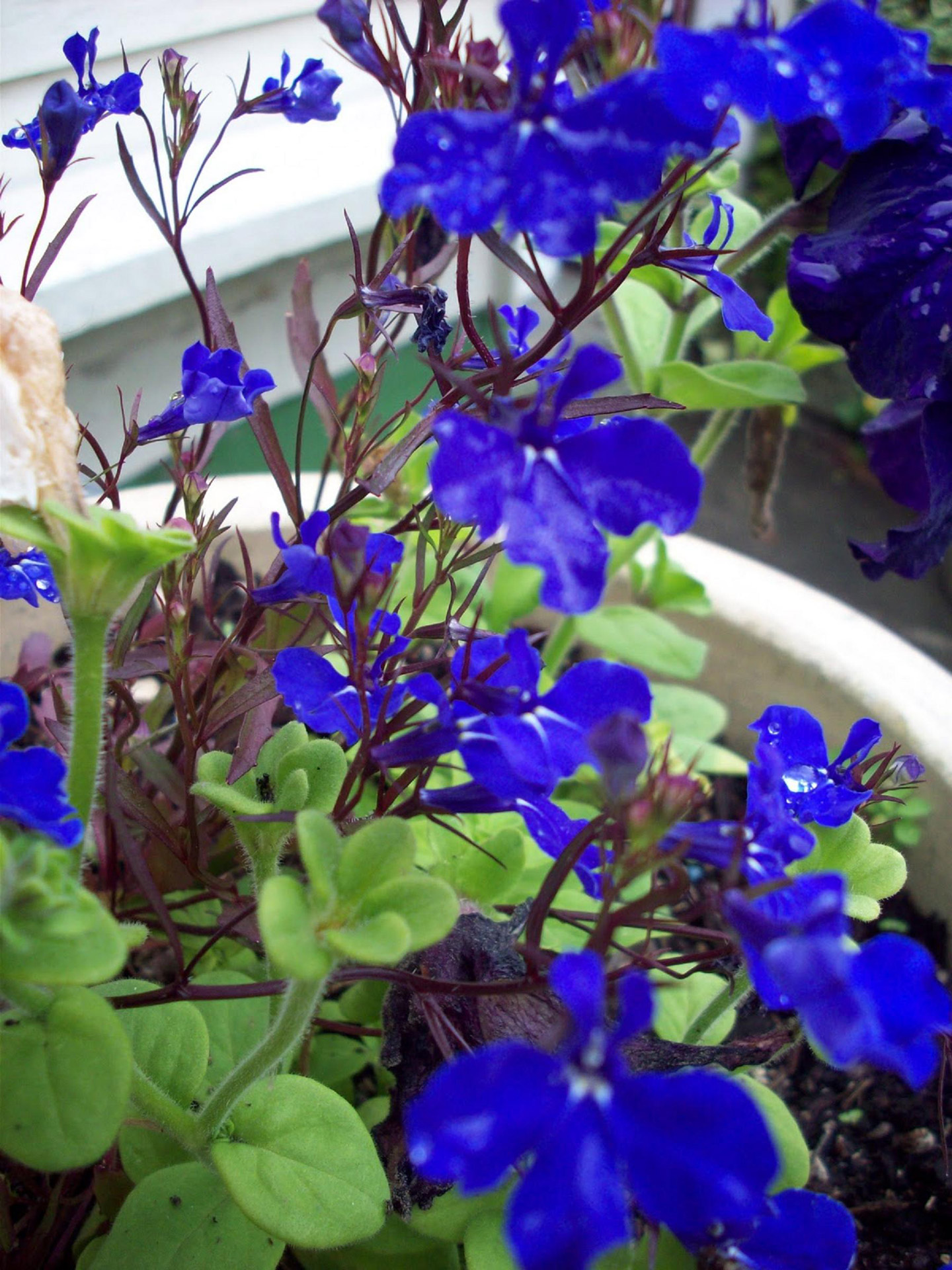 flowers blue flowers plant free photo