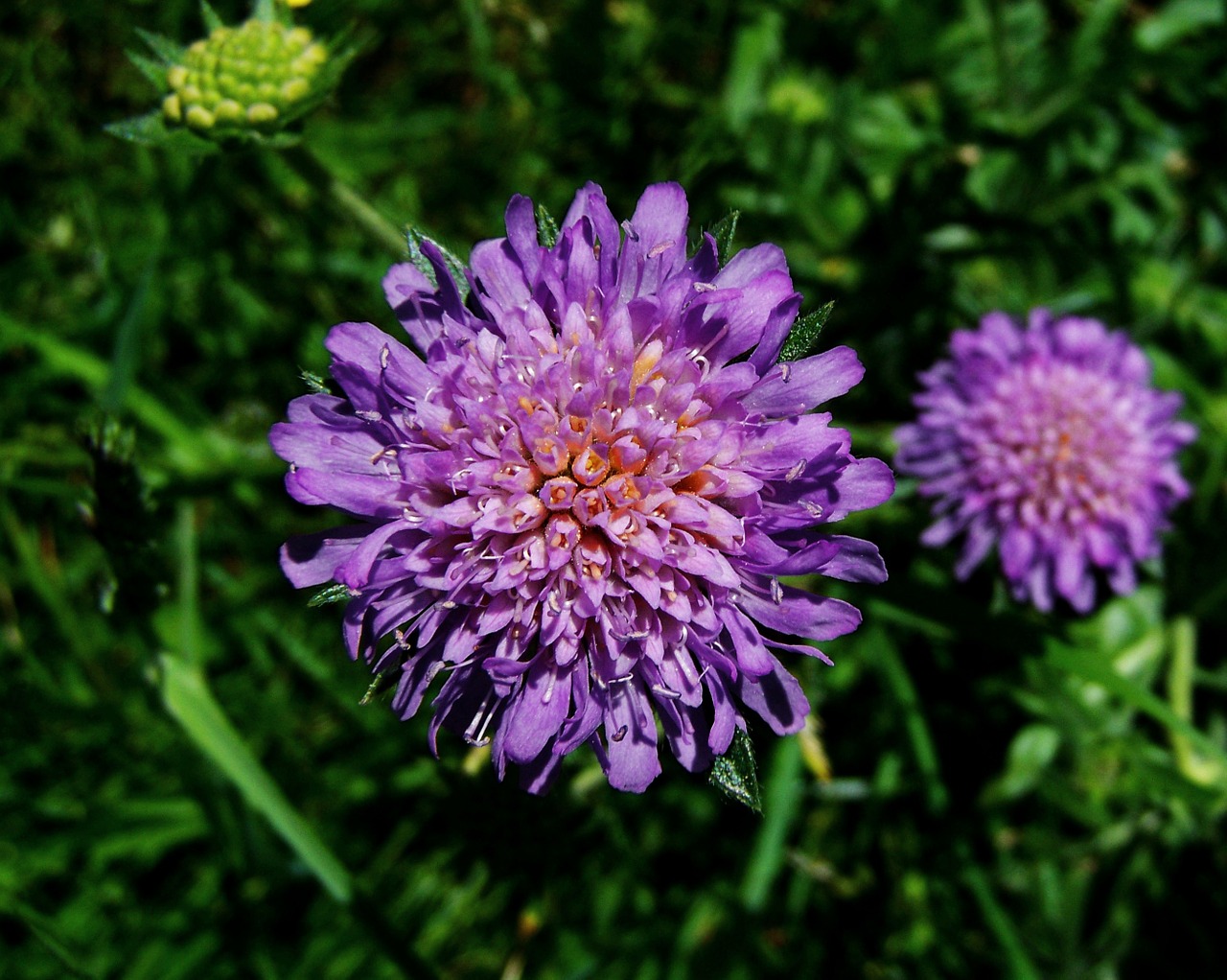 bluish-purple flower meadow wildflower nature free photo