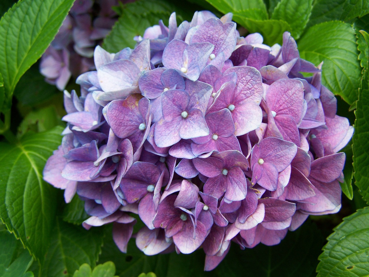 bluish-purple hydrangea garden summer flower free photo